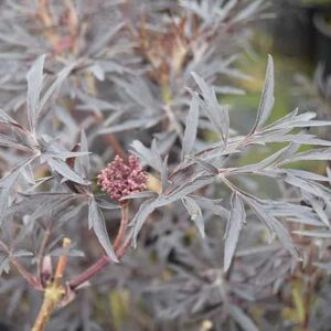 Sambucus nigra f. porphyrophylla 'Black Lace' 30-40 cm